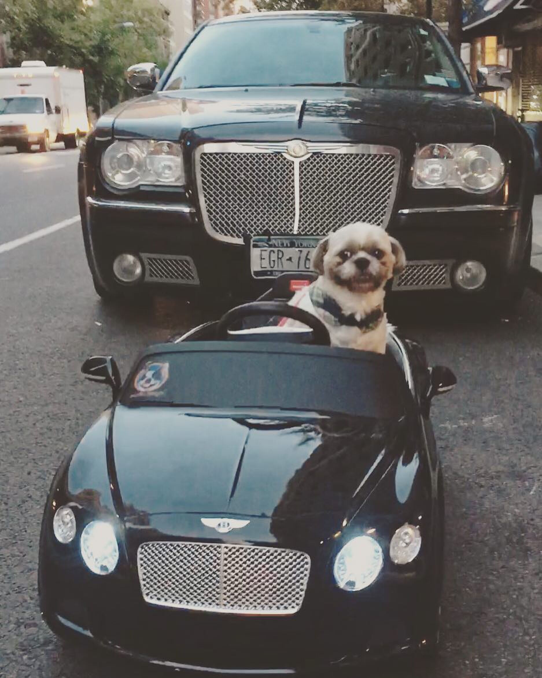 hond shih tzu Luigi Maestro New York autoverzameling Pure Luxe