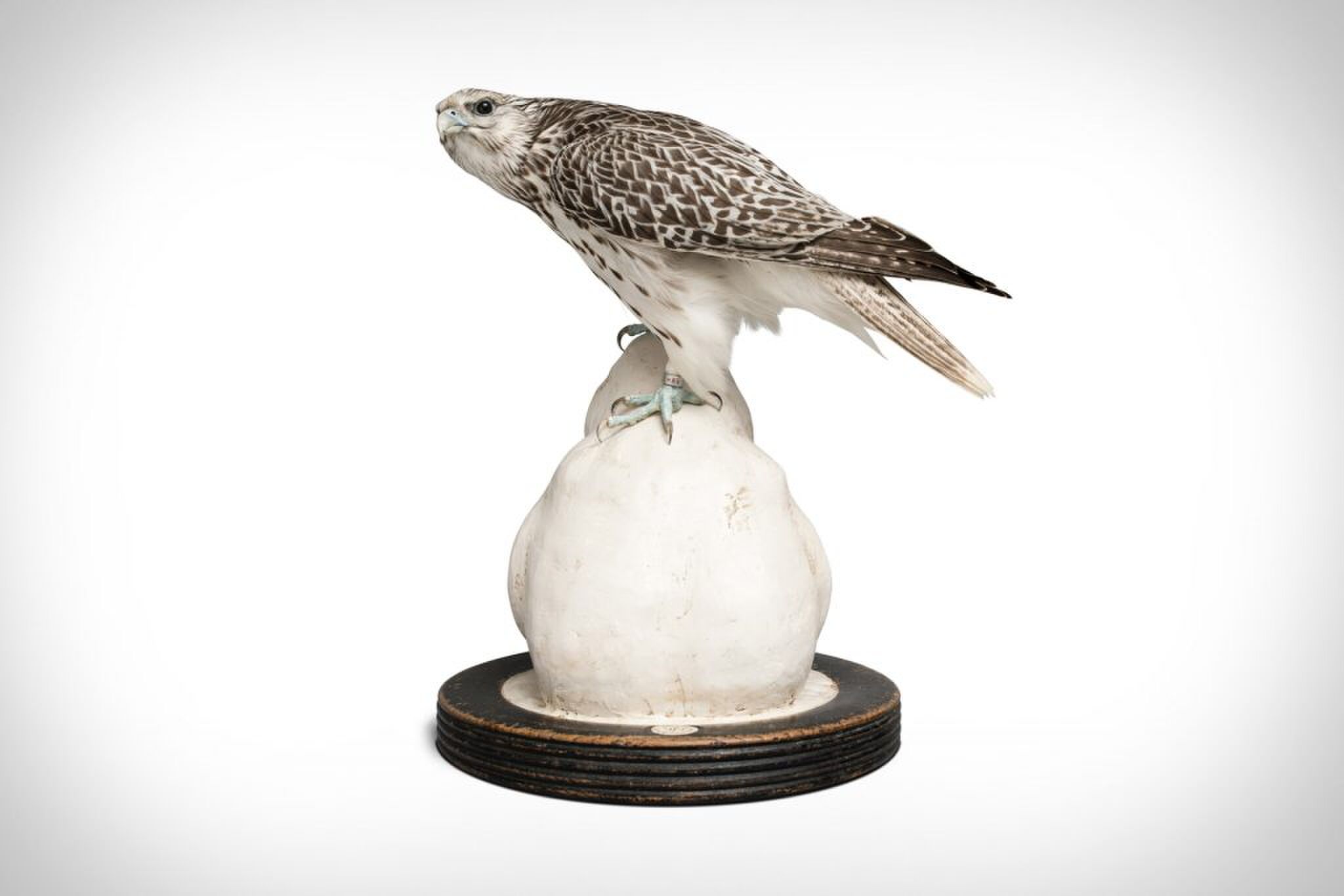 fine taxidermy taxidermie jaap sinke ferry van tongeren Pure Luxe