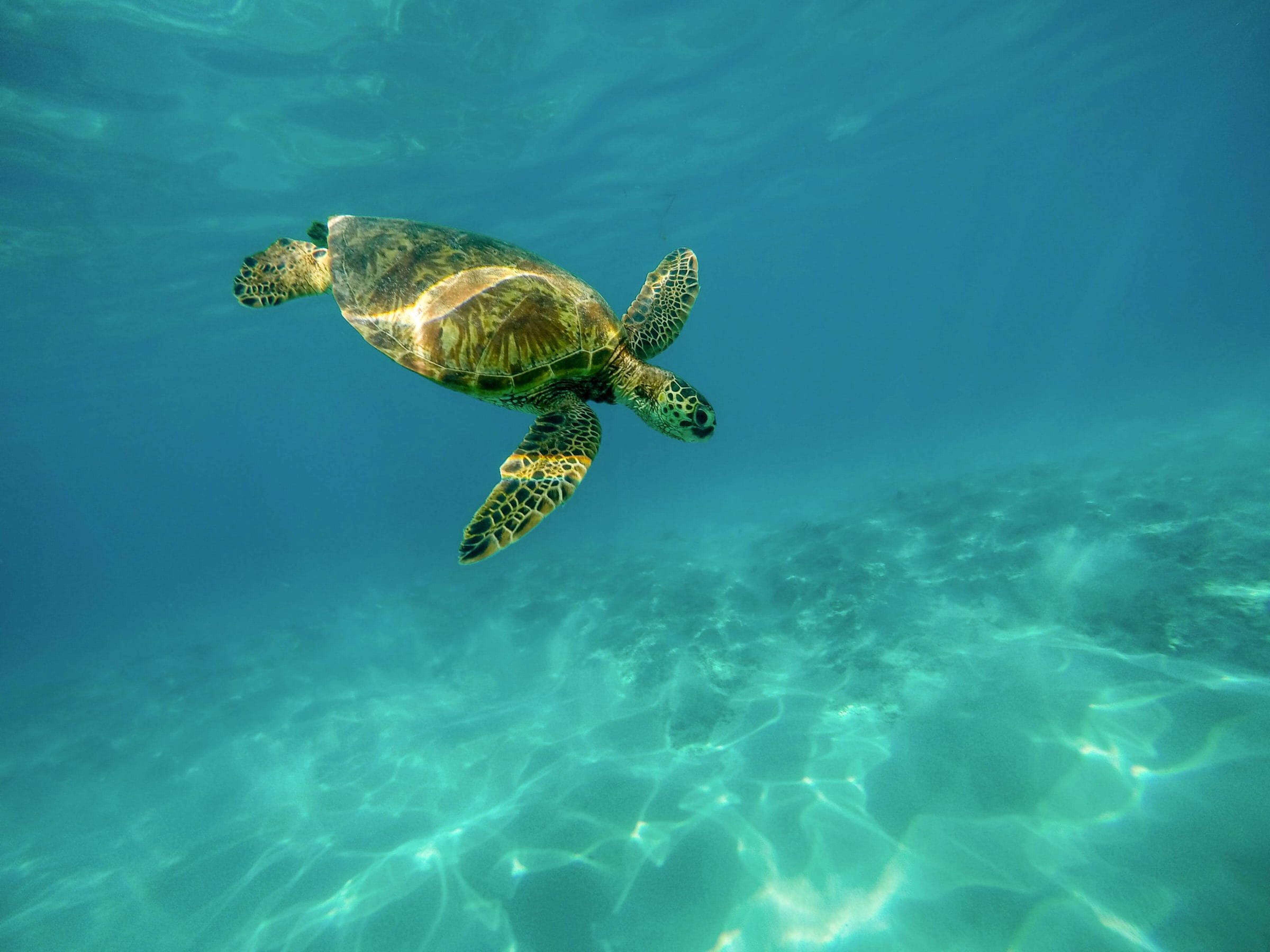 vakantie Hawaii