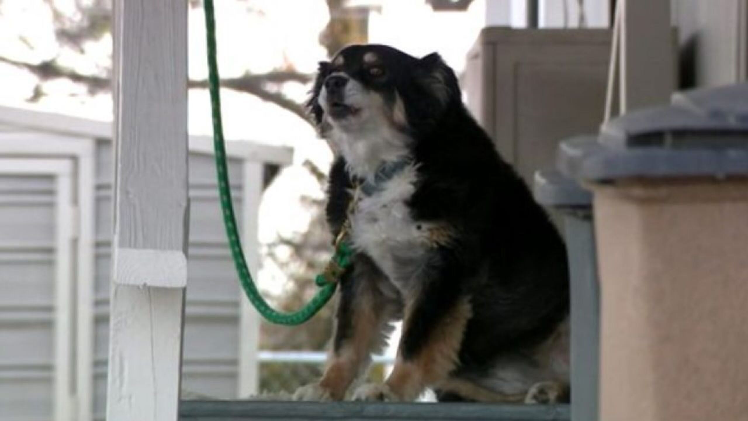 Lulu