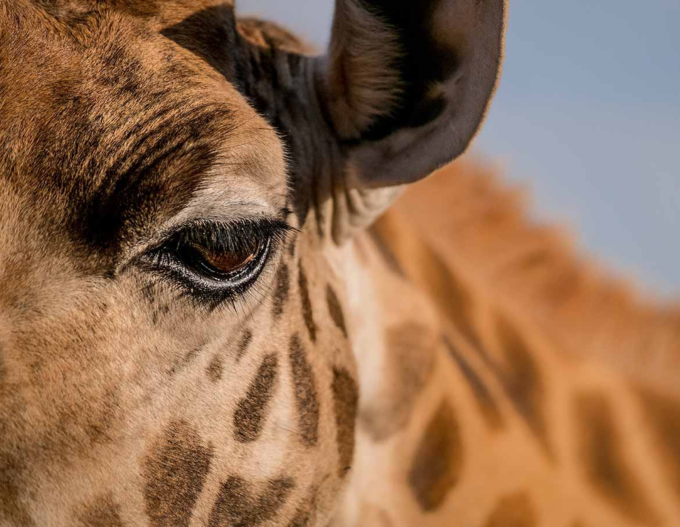 Giraffe