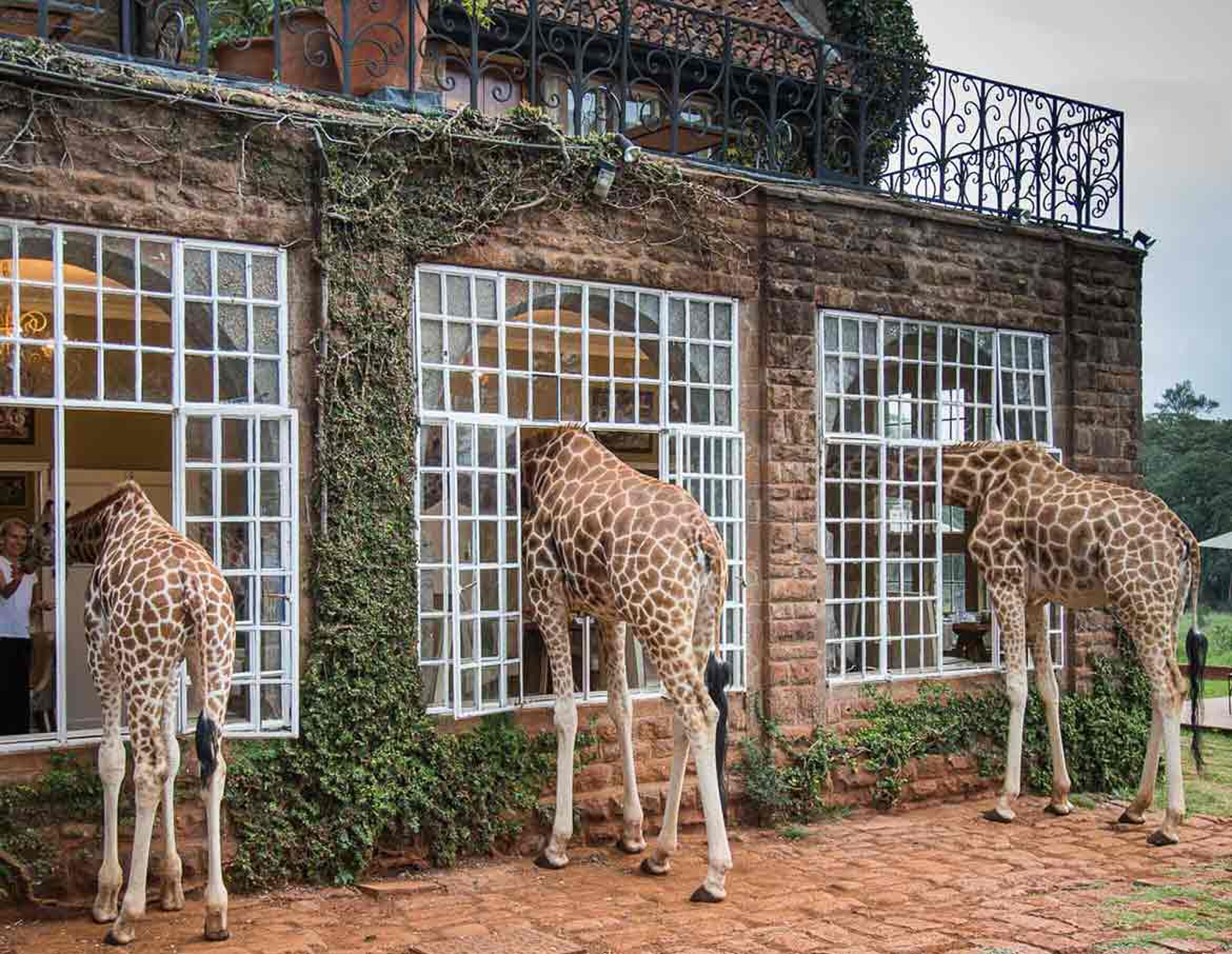 safari