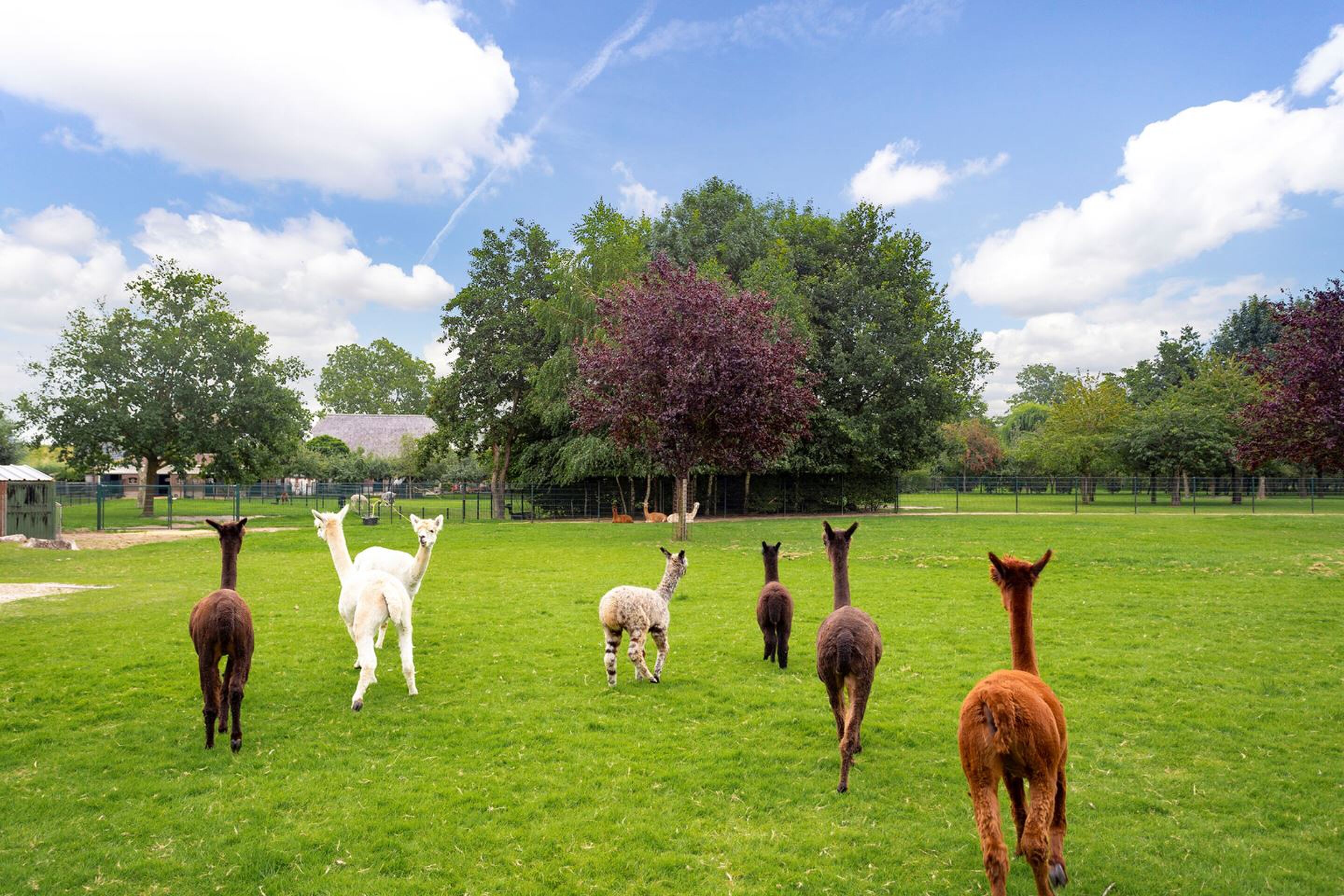 Alpaca-woonboerderij
