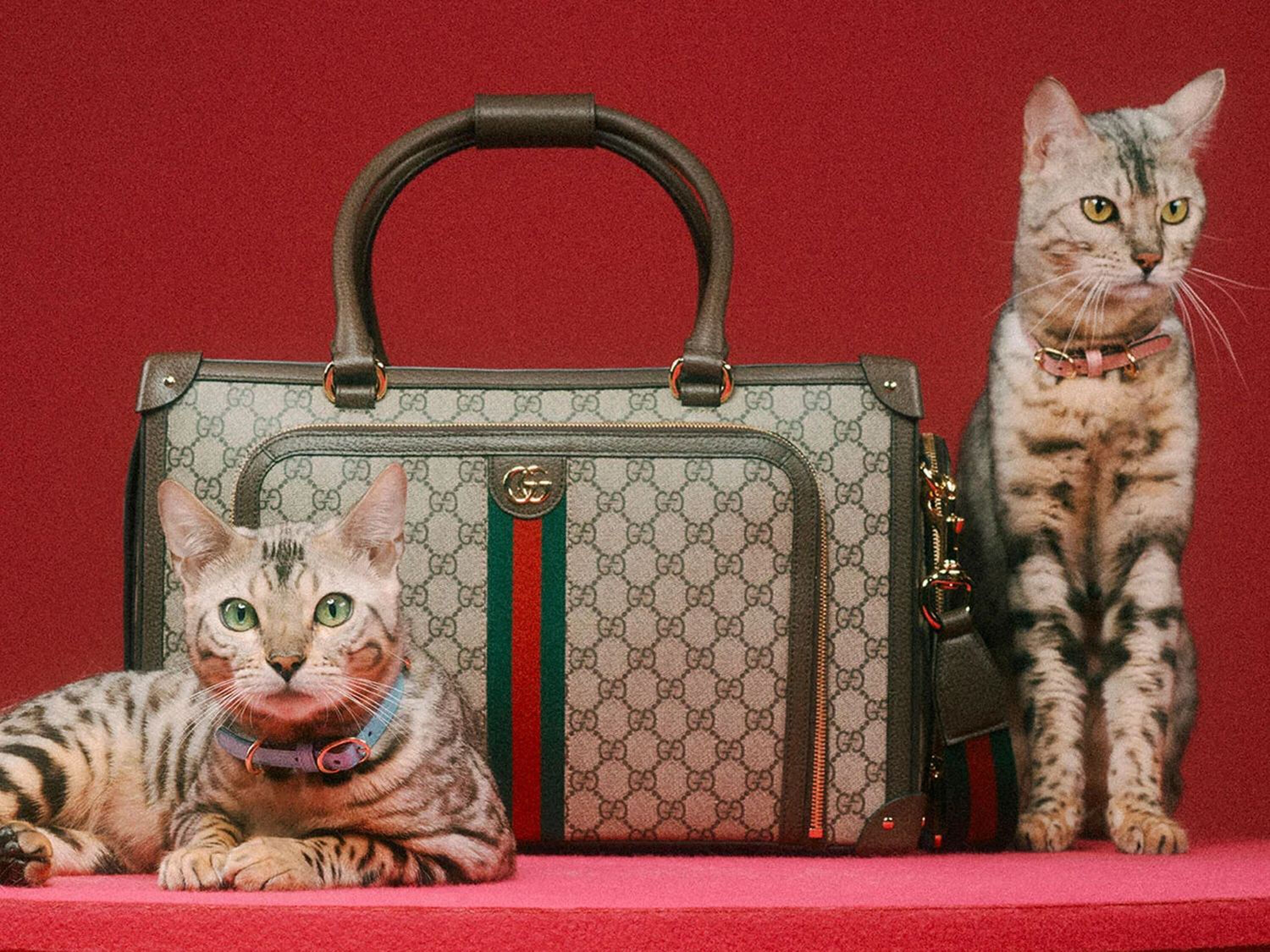 Gucci Pet Collection