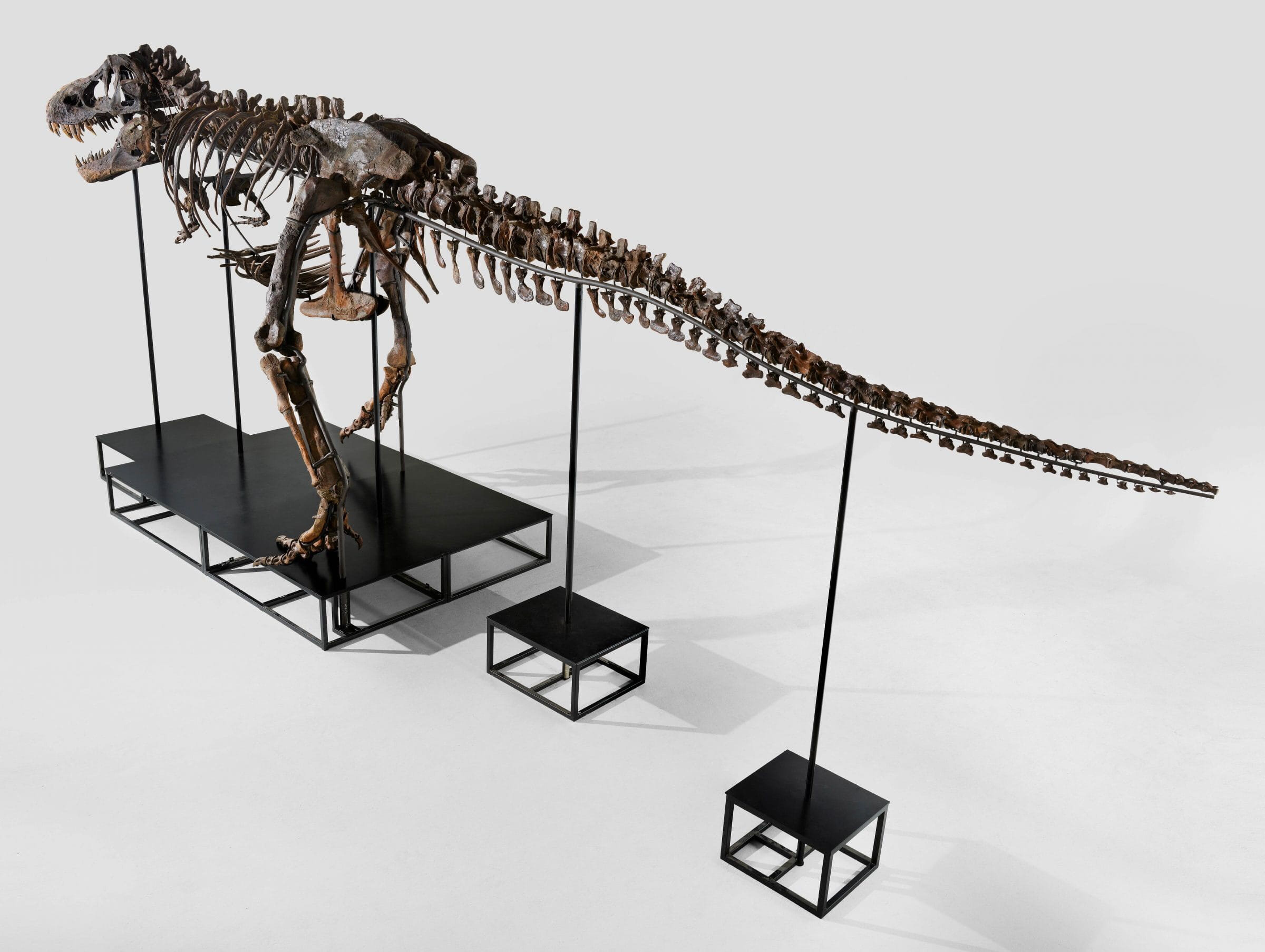 T.rex