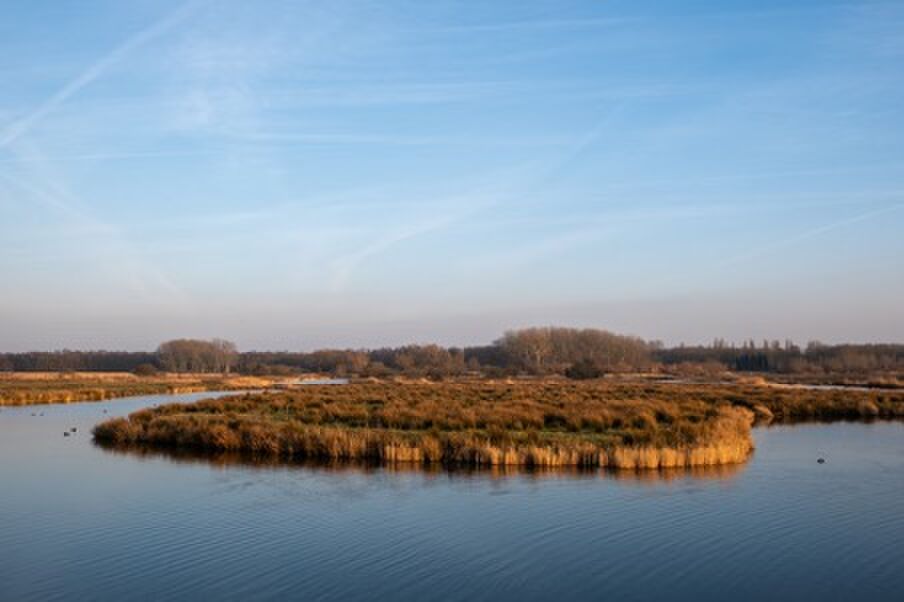 Texel