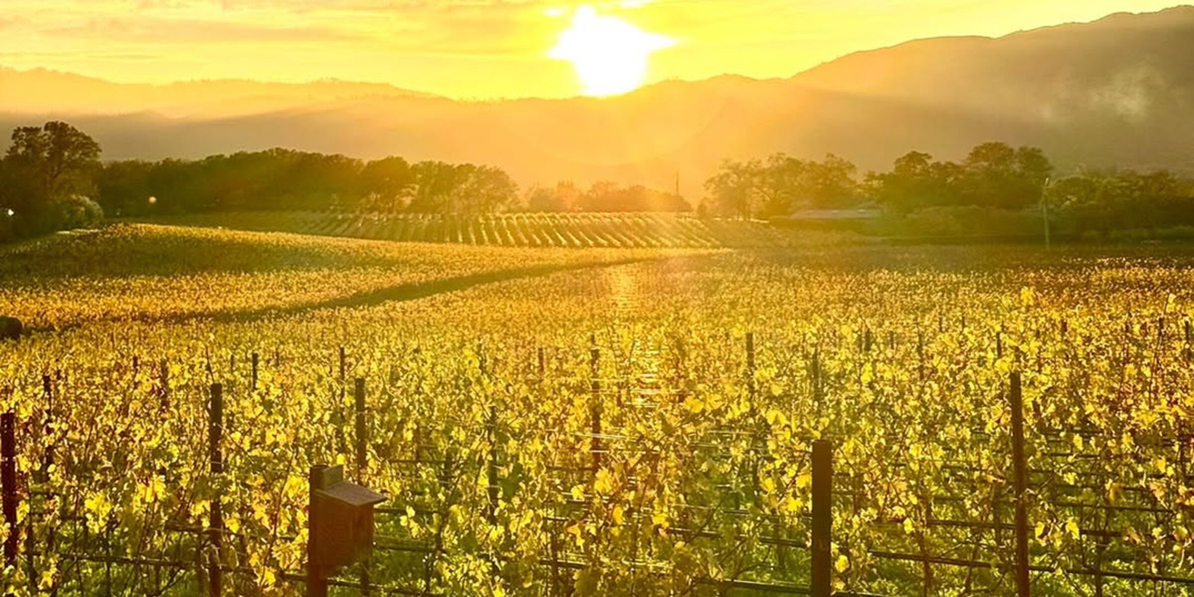 Luxemerk Chanel legt $ 39 miljoen neer voor een wijngaard in Napa Valley