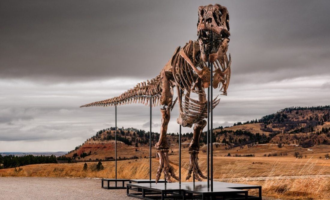 De voorzijde van het skelet van een T-Rex