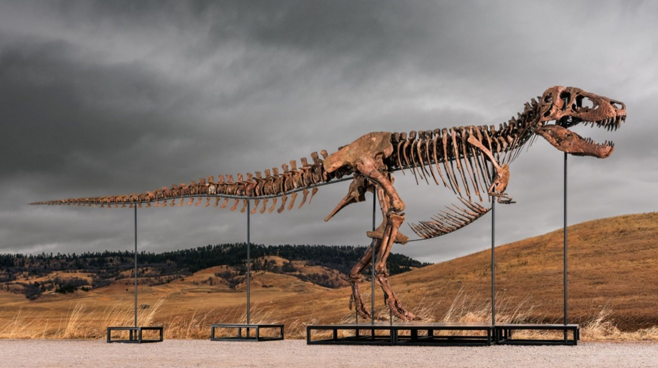 Een op een veiling verkocht T-Rex-skelet