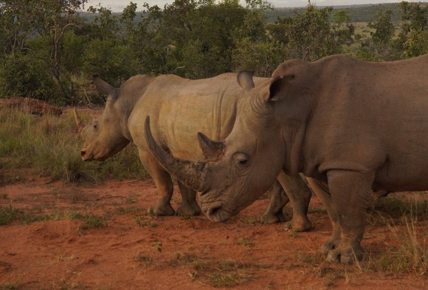 Neushoorns in het Makweti