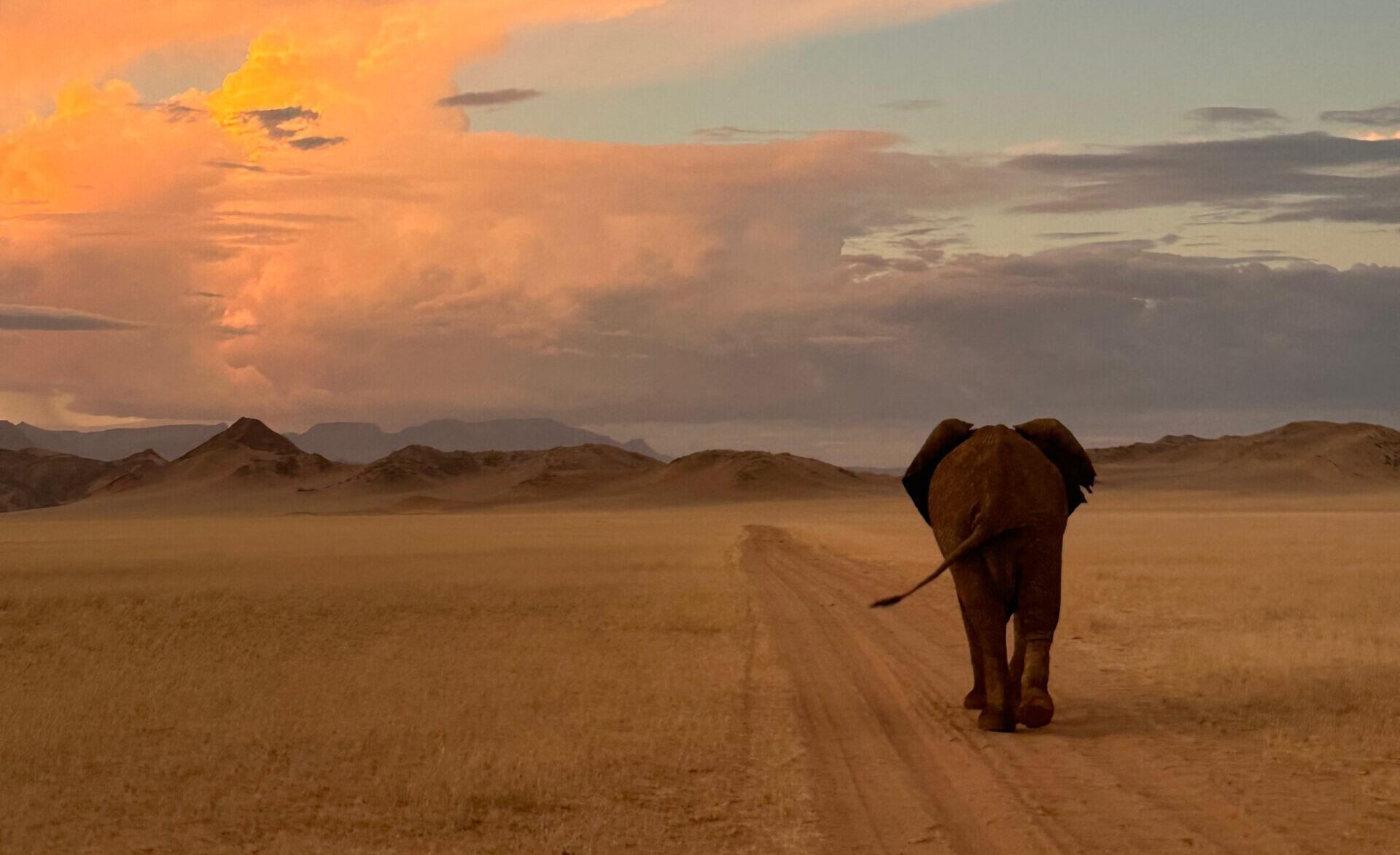 Een olifant in Namibië