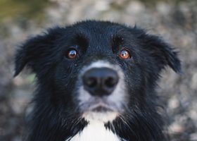 Hond &euro;5 miljoen