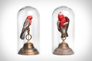 fine taxidermy taxidermie jaap sinke ferry van tongeren Pure Luxe