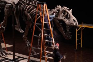 Stan the T-Rex dinosaurus Christie's New York veiling Pure Luxe