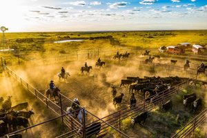Cowboy
