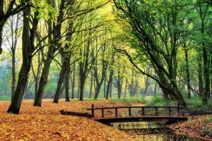 Park-1