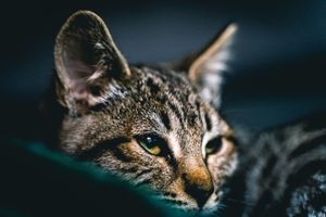kattenras