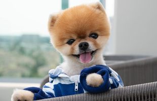 honden