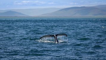 walvis