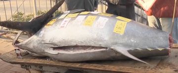 De grootste vismarkt in Tokio wordt een blauwvintonijn verkocht voor &euro; 720.000