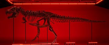 T.rex