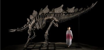 Stegosaurus