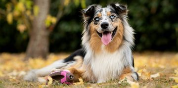 Australische herder multimiljonair hond