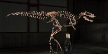Het dinosaurusfossiel dat werd verkocht op een veiling