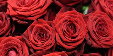 valentijnsdag rozen boeket london valentijn Pure Luxe