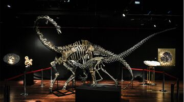 dinosaurus skeletten veiling parijs Pure Luxe