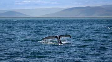 walvis