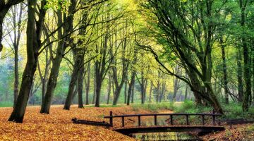 Park-1