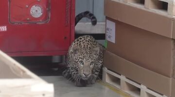 Mercedes-Benz Fabriek