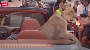 Man rijdt met leeuw op schoot in Bentley in Pattaya