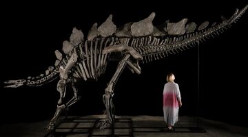 Stegosaurus