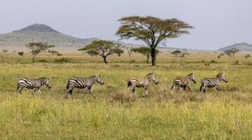 Een safari in Tanzania