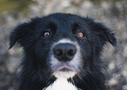 Hond €5 miljoen