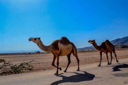 Illustratie voor: Reistip: Betoverend Oman