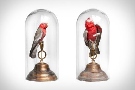 fine taxidermy taxidermie jaap sinke ferry van tongeren Pure Luxe