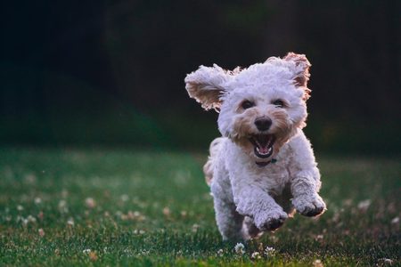 Vliegtuig hond