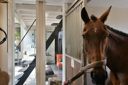 paard in de gang