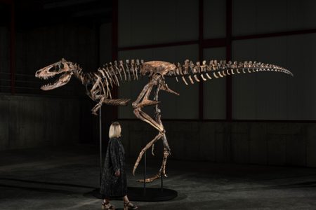 Het dinoskelet dat Sotheby's naar de veiling gaat brengen