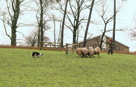 duurste border collie ter wereld emma gray megan Pure Luxe