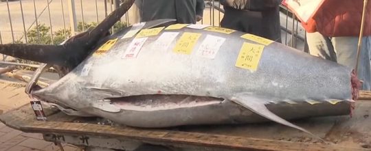 De grootste vismarkt in Tokio wordt een blauwvintonijn verkocht voor € 720.000