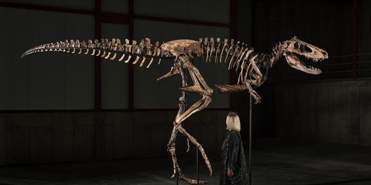 Het dinosaurusfossiel dat werd verkocht op een veiling