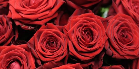 valentijnsdag rozen boeket london valentijn Pure Luxe