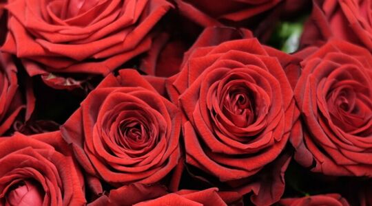 valentijnsdag rozen boeket london valentijn Pure Luxe