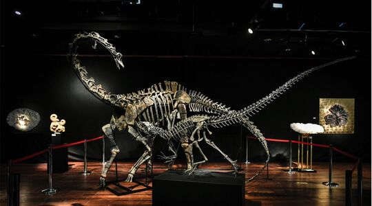 dinosaurus skeletten veiling parijs Pure Luxe