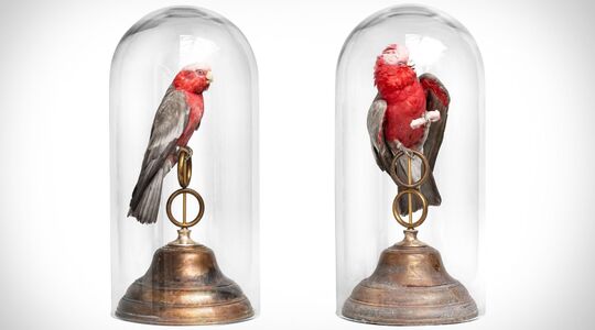 fine taxidermy taxidermie jaap sinke ferry van tongeren Pure Luxe