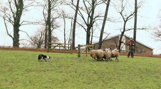 duurste border collie ter wereld emma gray megan Pure Luxe